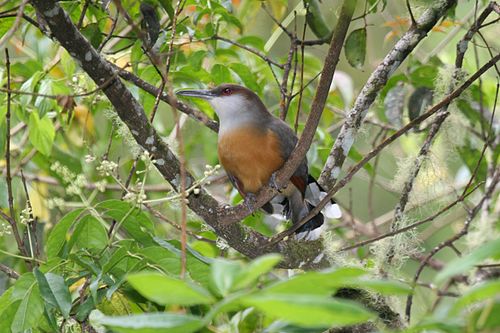 Jamaican lizard cuckoo